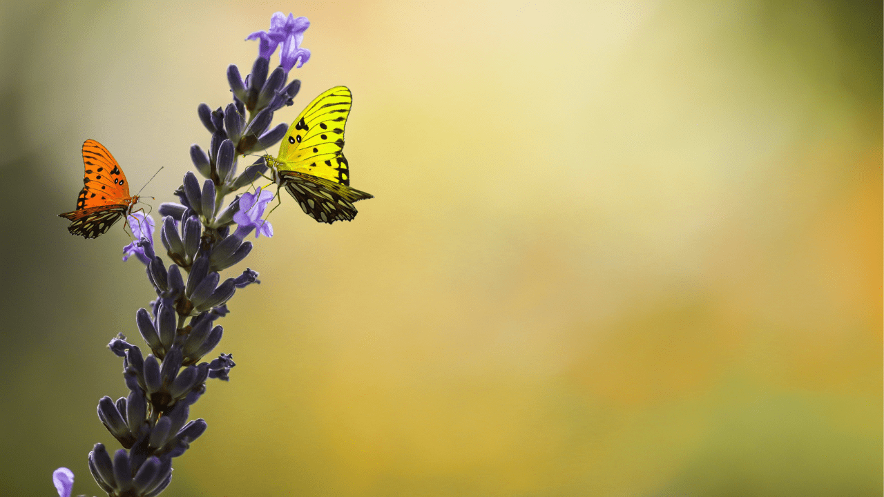 Butterflies on flowers